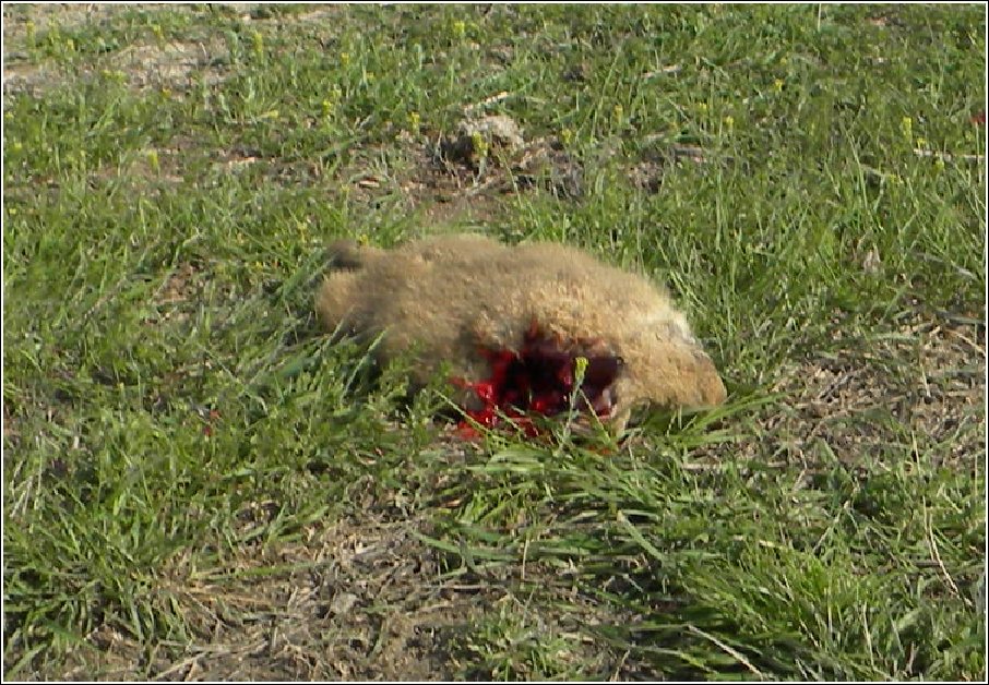 Prairie Dog Hunt