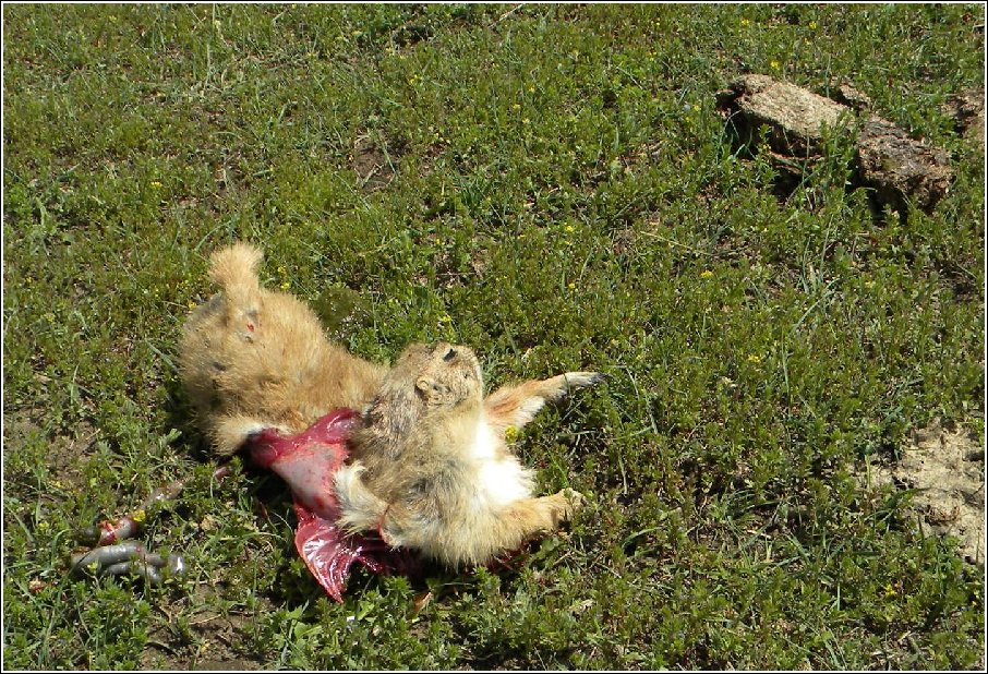 Prairie Dog Hunt