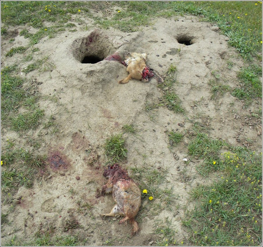 Prairie Dog Hunt